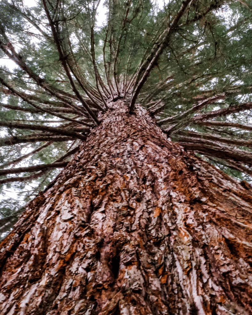 cover aroma woody pohon red cedar