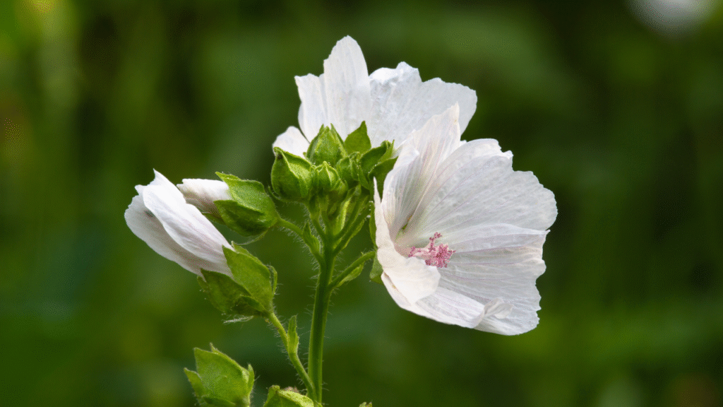 Sampul aroma skin scent, bunga musk mallow