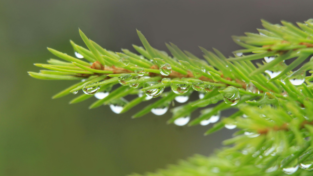 tips memilih parfum ramadan aroma segar woody