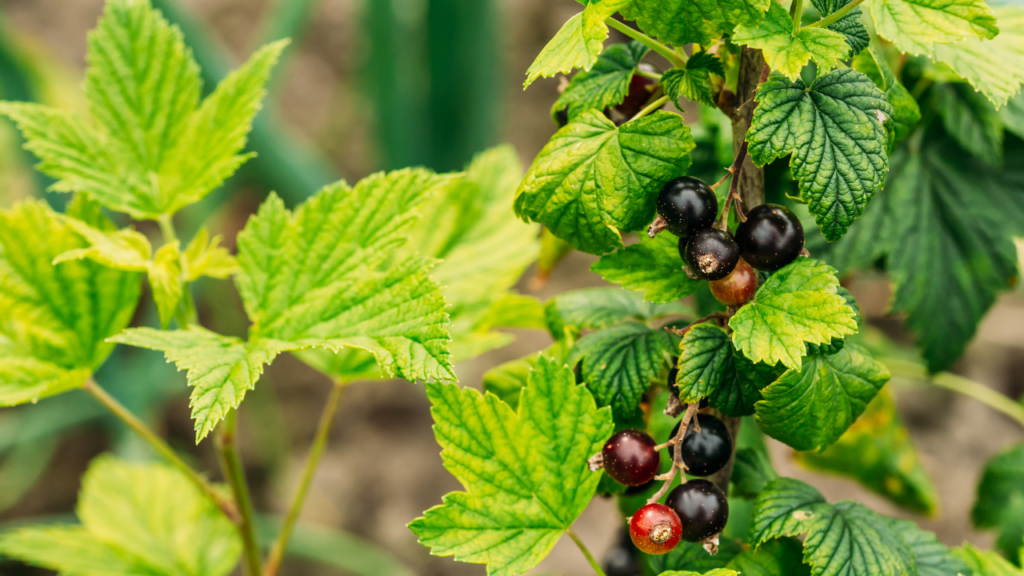 bukan dari jeruk, cassis buds beraroma citrus