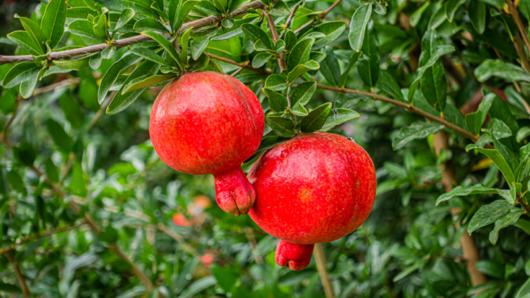 cover artikel karakter unik pomegranate